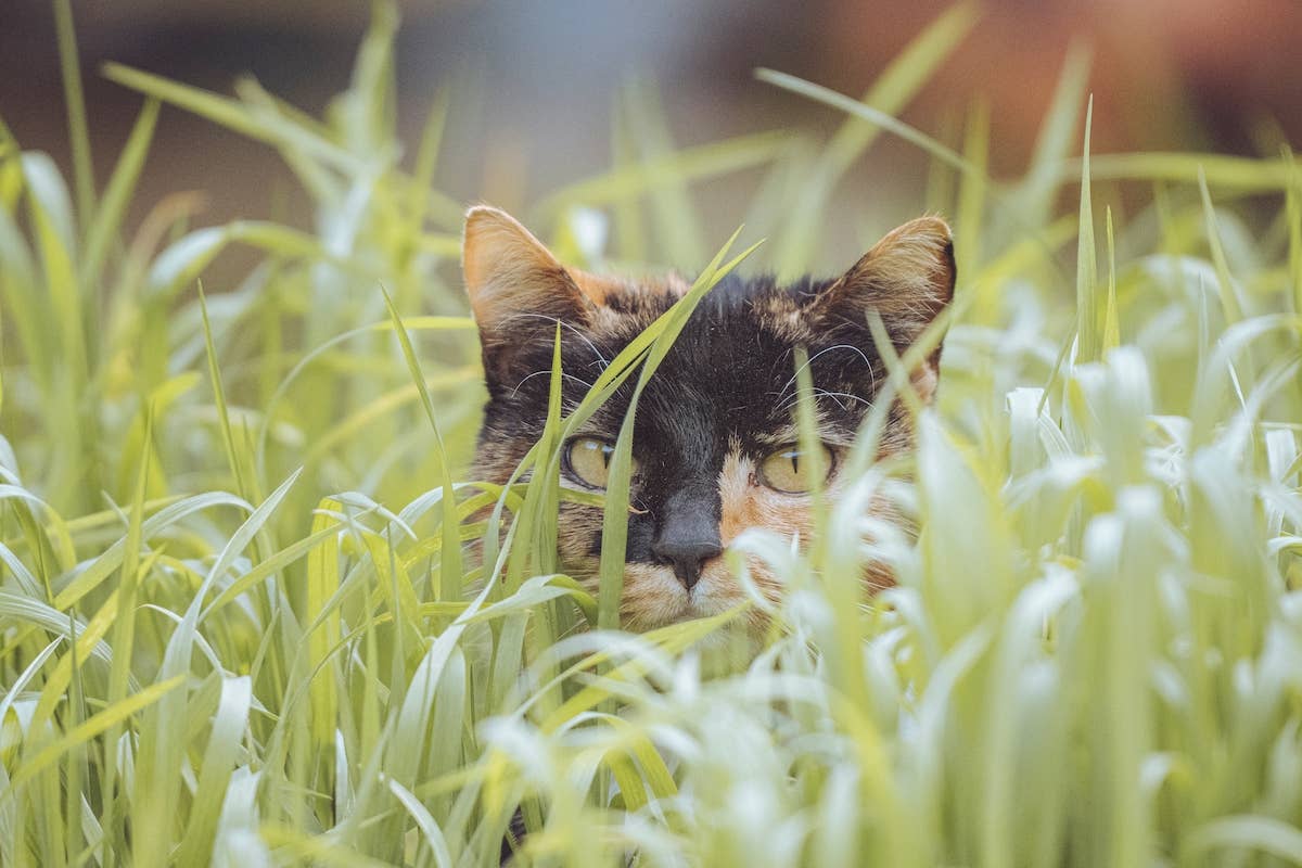 Free-Roaming Sanctuary Cats Hopping Through Lush Grass in the ...