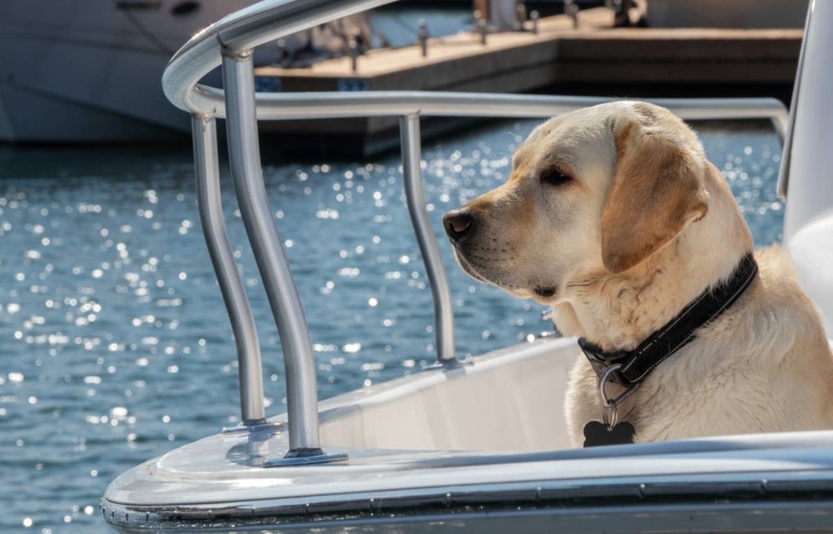 Dad’s Fishing Trip With His Yellow Labrador Takes a Hilarious Turn ...