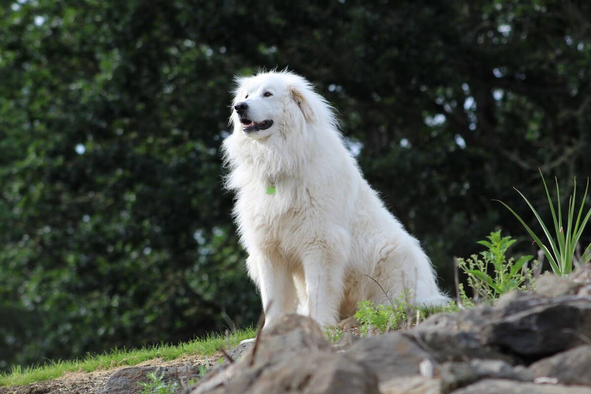 Great Pyrenees Farm Dog’s Self-Cleaning Coat Has Viewers Completely ...