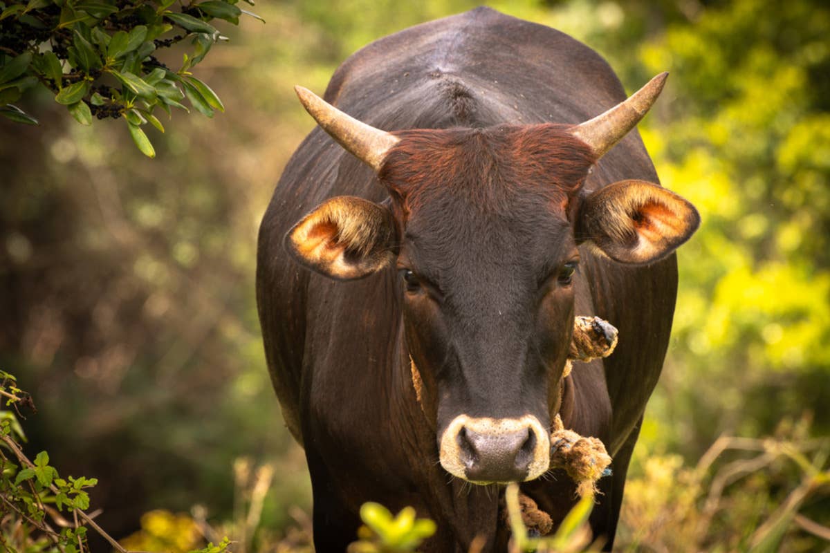 Mother Cow Has the Funniest Way of Stopping Her New Calf From Being ...
