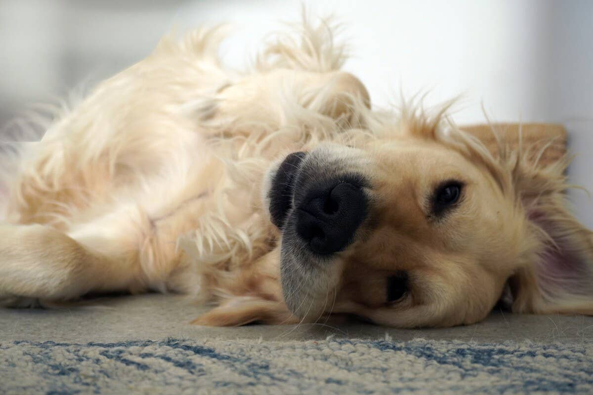Derpy Golden Retriever Getting Stuck in Chair Is As Confounding As It ...