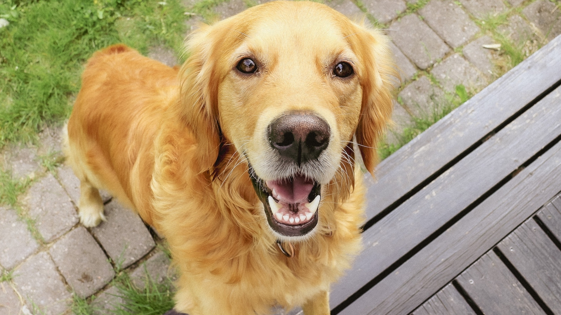 Rit Rever 'Social Butterfly' Golden Retriever Making Friends Is Too Cute - PetHelpful