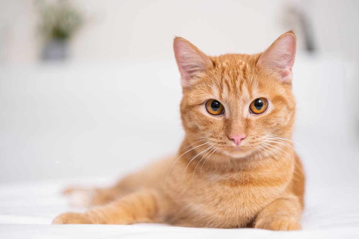 orange-cat-lying-down.jpg