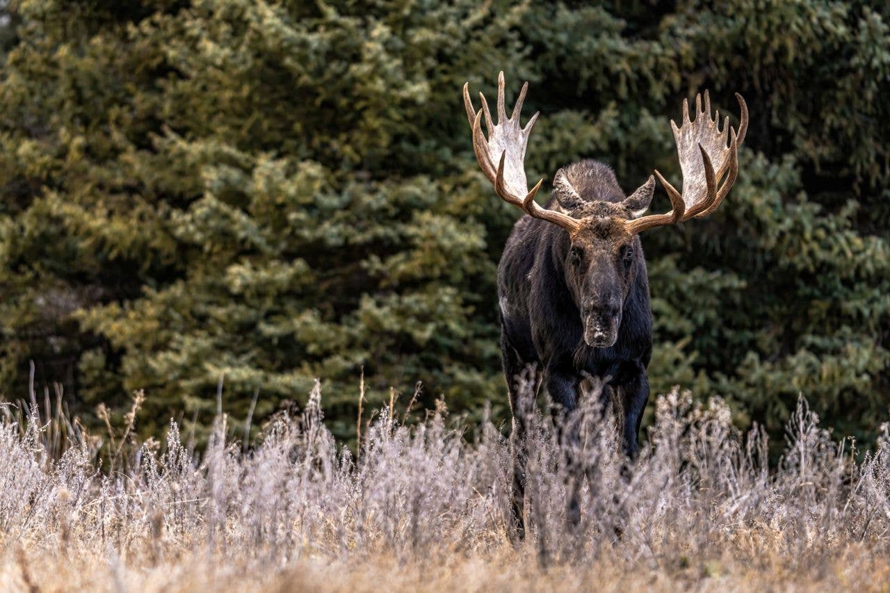 150 Cute Moose Names with Meanings for Every Personality - PetHelpful