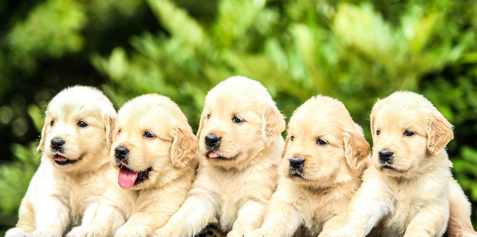 Golden Retriever Puppies Have Cheese Names And We Are Melting PetHelpful Golden Retriever Puppies Have Cheese Names And We Are Melting PetHelpful
