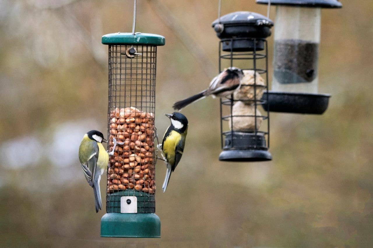 How to Befriend Birds: Expert Tips to Gain Their Trust - PetHelpful
