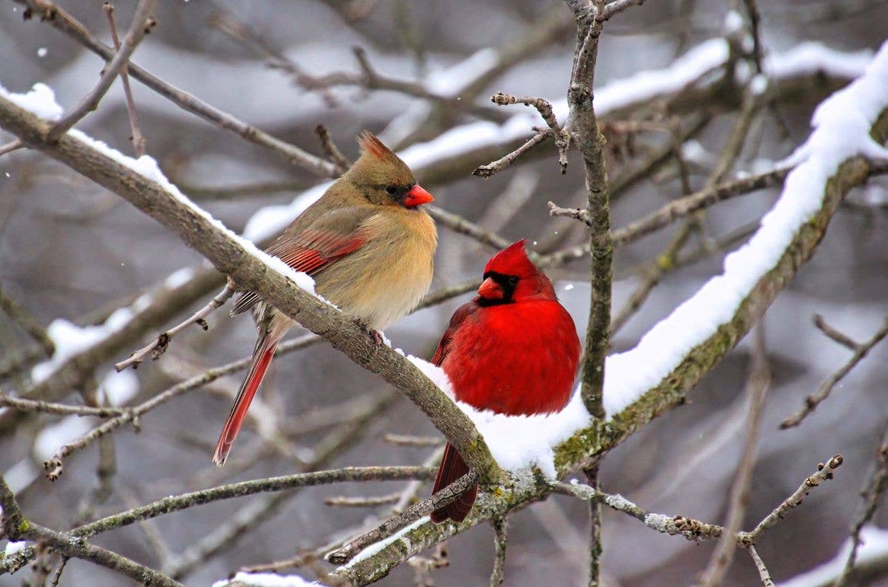 How to Befriend Birds: Expert Tips to Gain Their Trust - PetHelpful