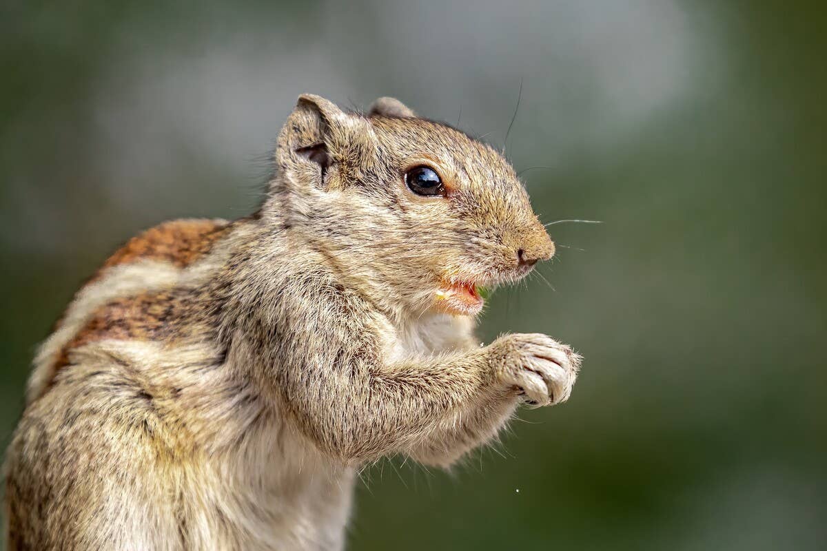 Tiny Squirrel Goes Water Skiing, and People Have So Many Questions ...
