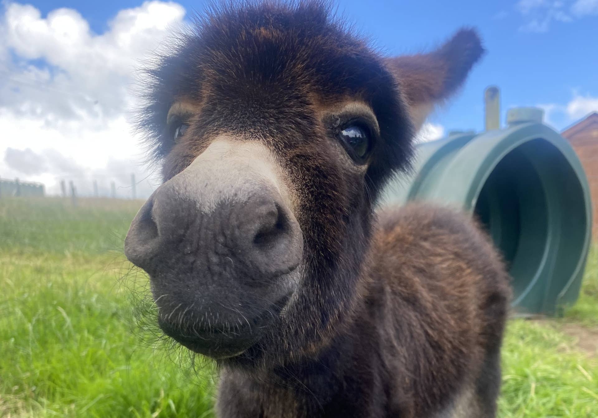 Mini Donkeys Accidentally Become L.L. Bean Models During Their