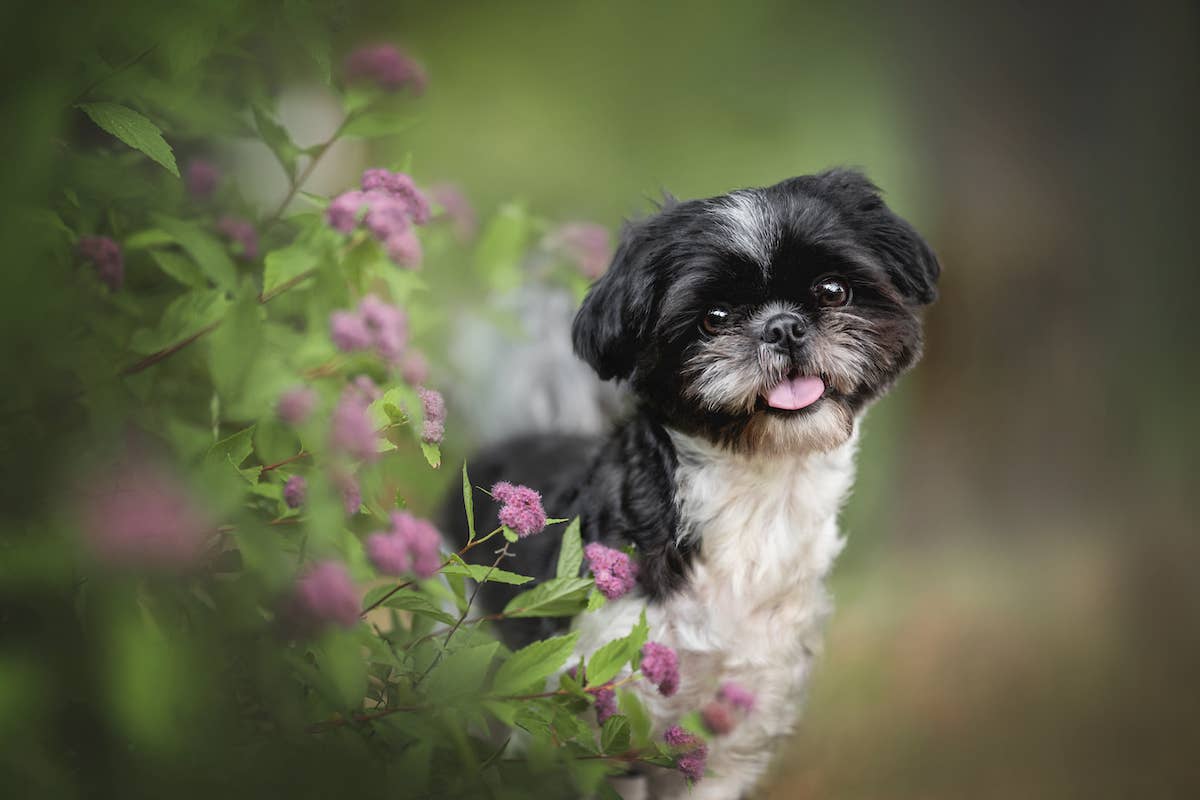 Foster Shih-Tzu Sweetly Plays With a Toy For the First Time and