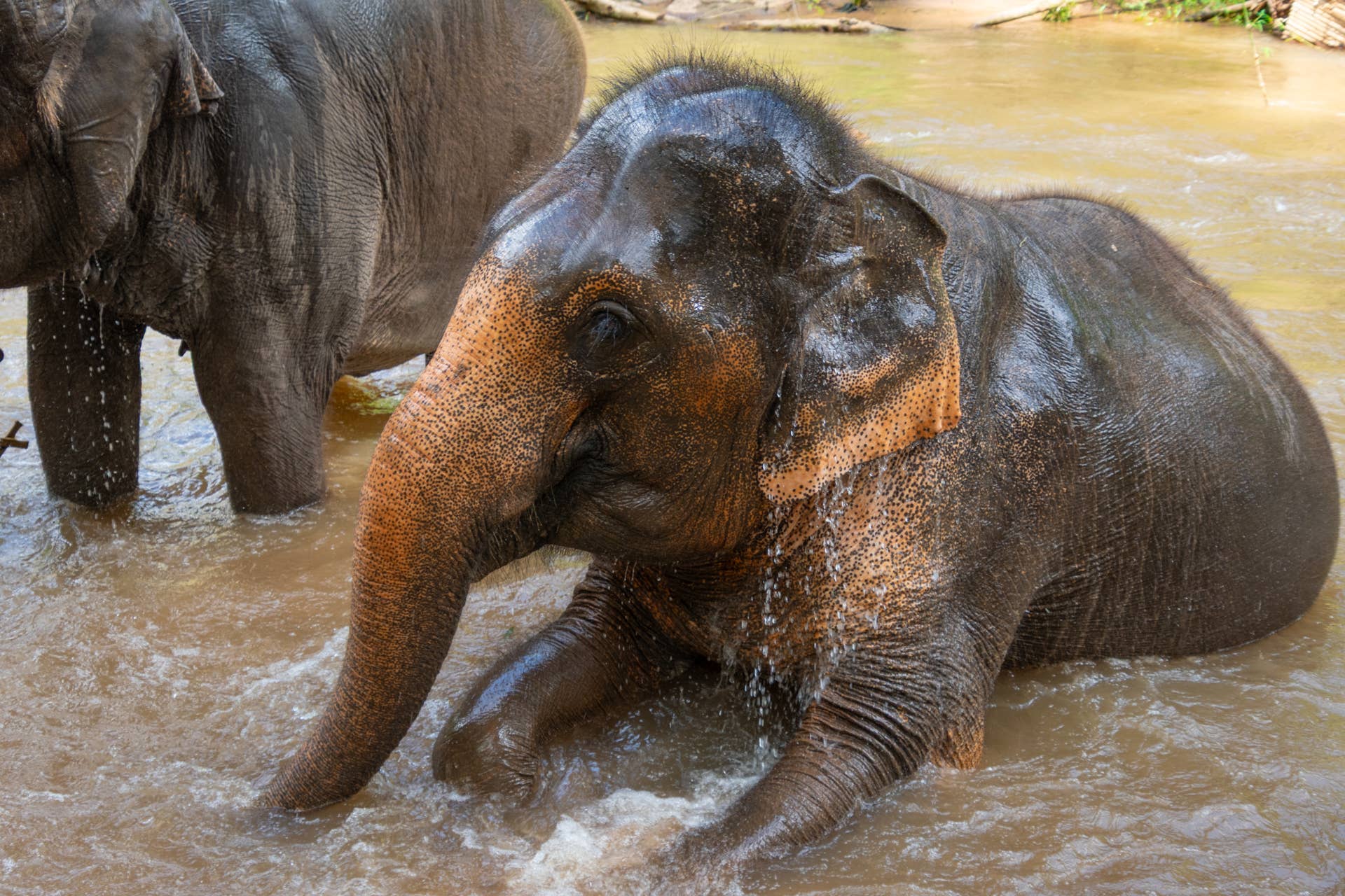 Elephants Turn a Mild Winter Day Into the Ultimate Cold-Water Pool ...