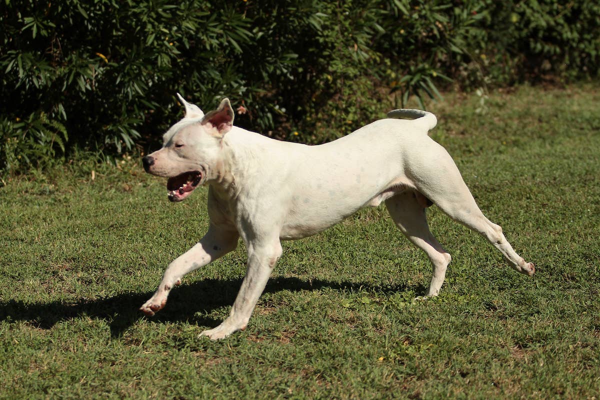 Sweet Dog Abandoned in Florida Melts Her Rescuers’ Hearts With the Most ...
