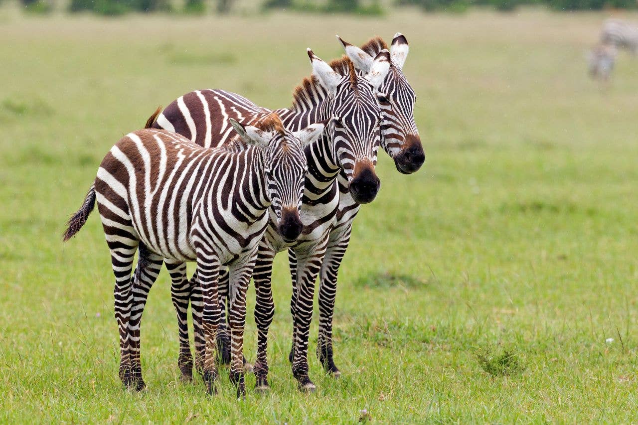 Zera Names 250+ Zebra Names with Meanings & Ideas (Male, Female) - PetHelpful