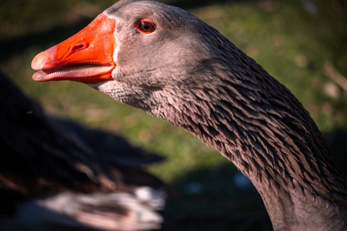 ‘World’s Most Annoying and Fearless Goose’ Has the Most Hilarious Way ...