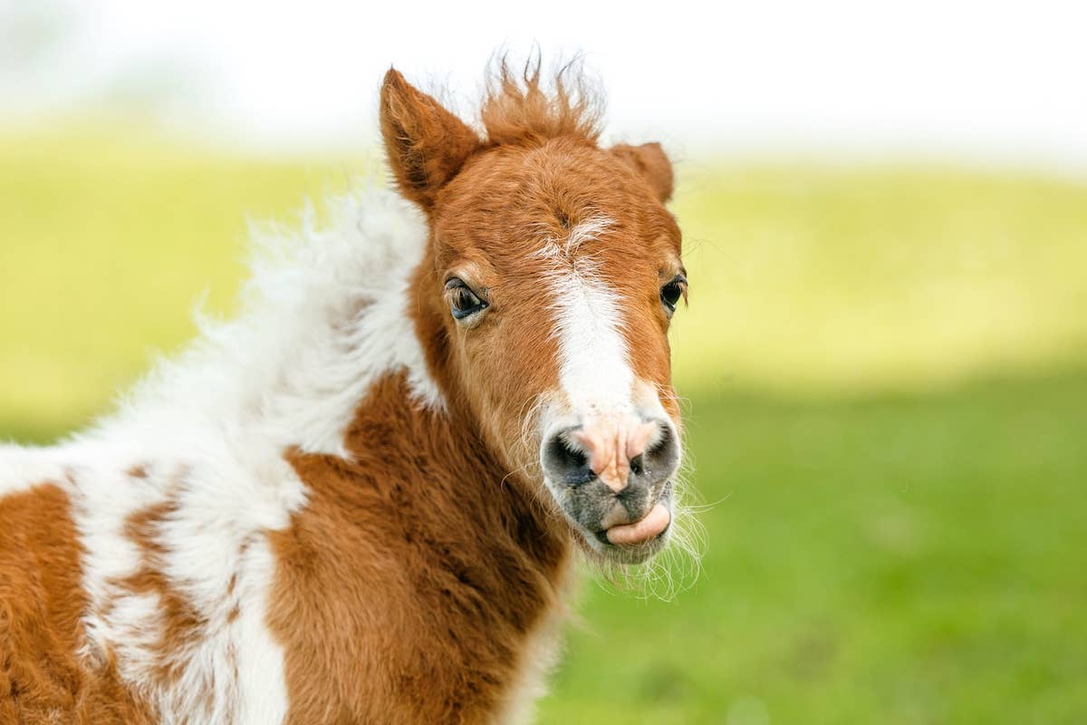 Baby Rorse Cute White Baby Horse