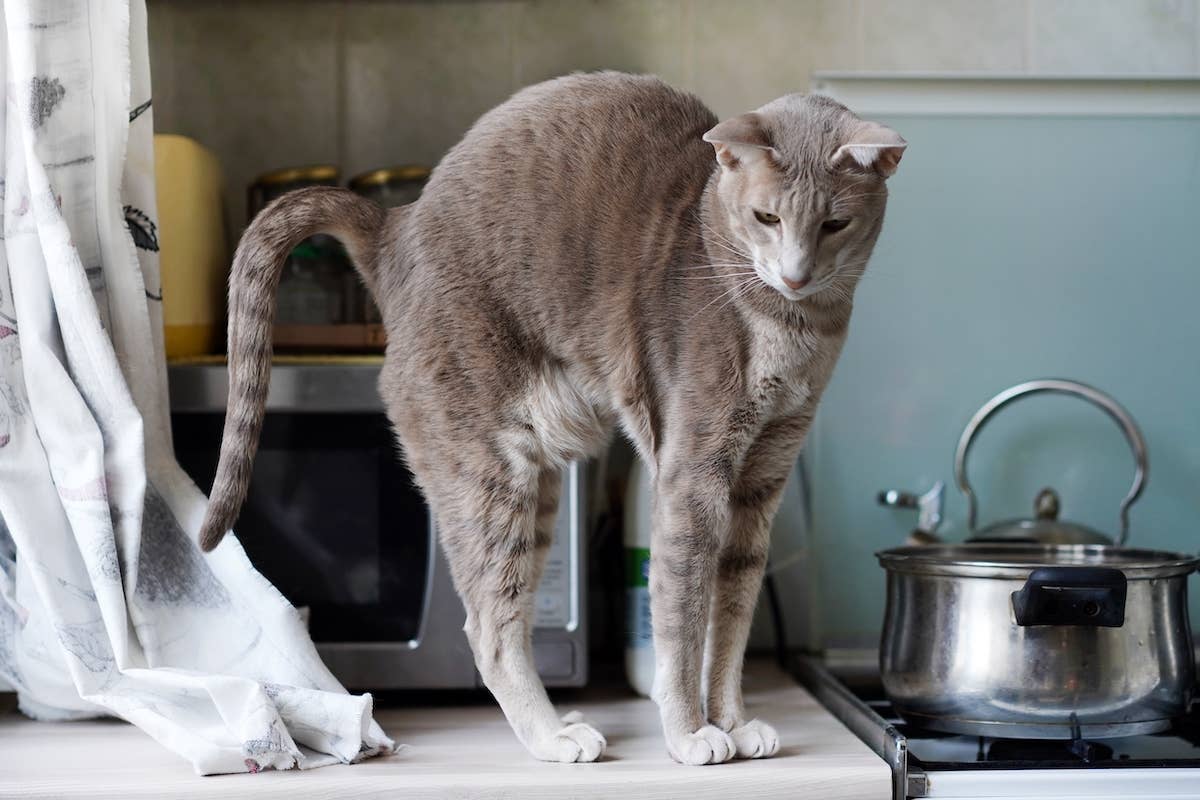 Angry Cat's Dramatic Response to Meeting a New Friend Has to Be Seen to ...