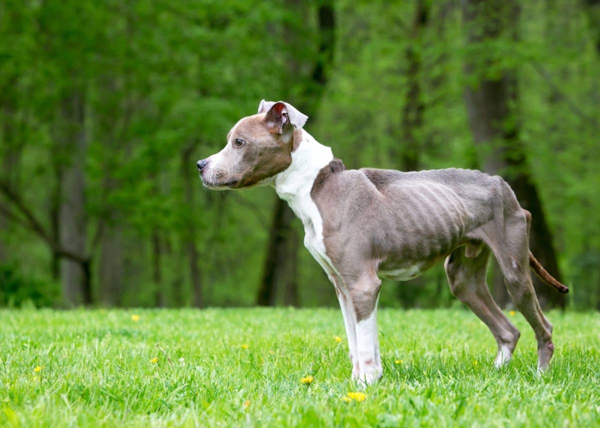Starving Pit Bull 'Finds' New Mom and Immediately Makes Himself Part of ...