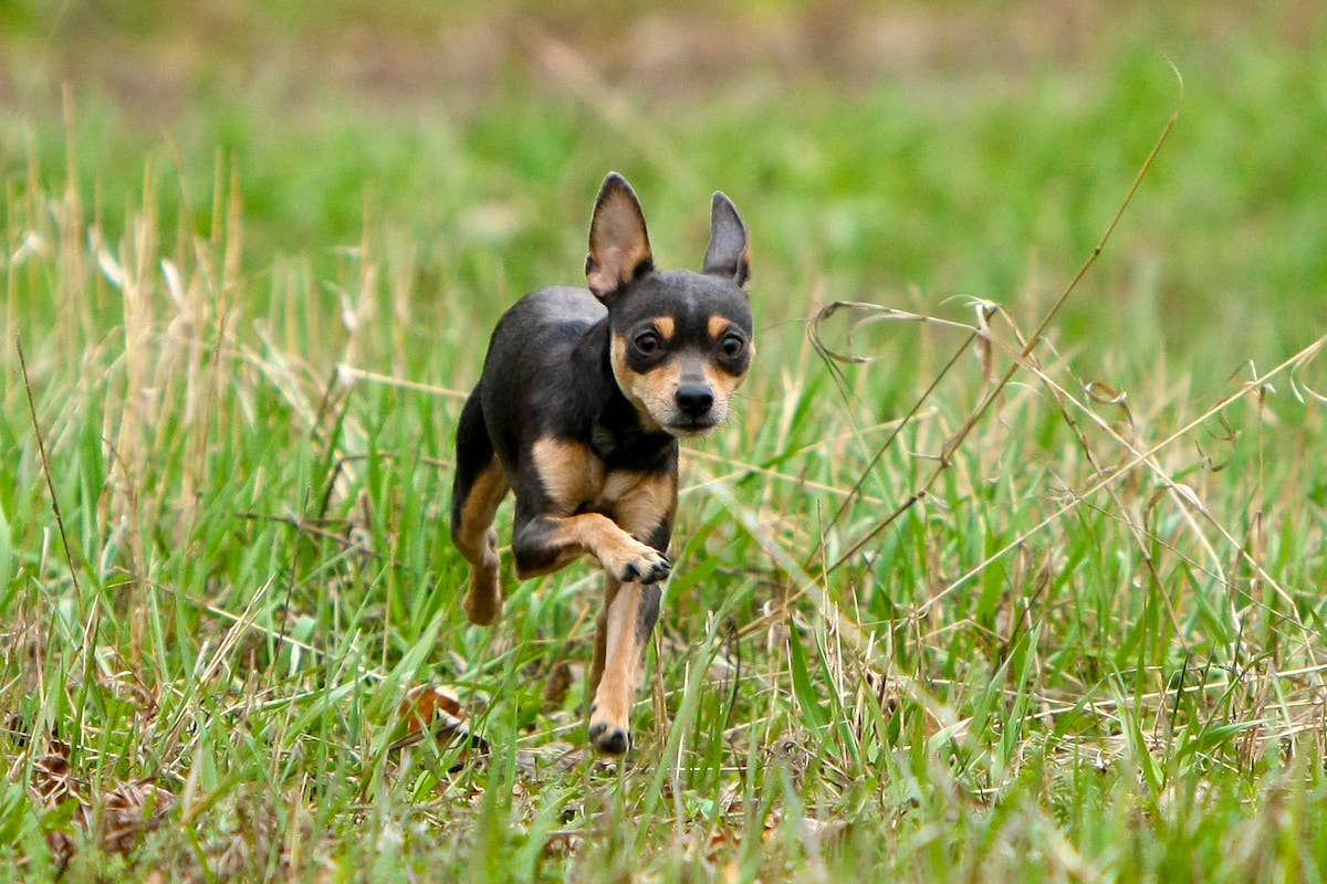 Spring Loaded Runner Moment Rescue Puppies Realize They’re Safe Has Viewers Reaching for the ...