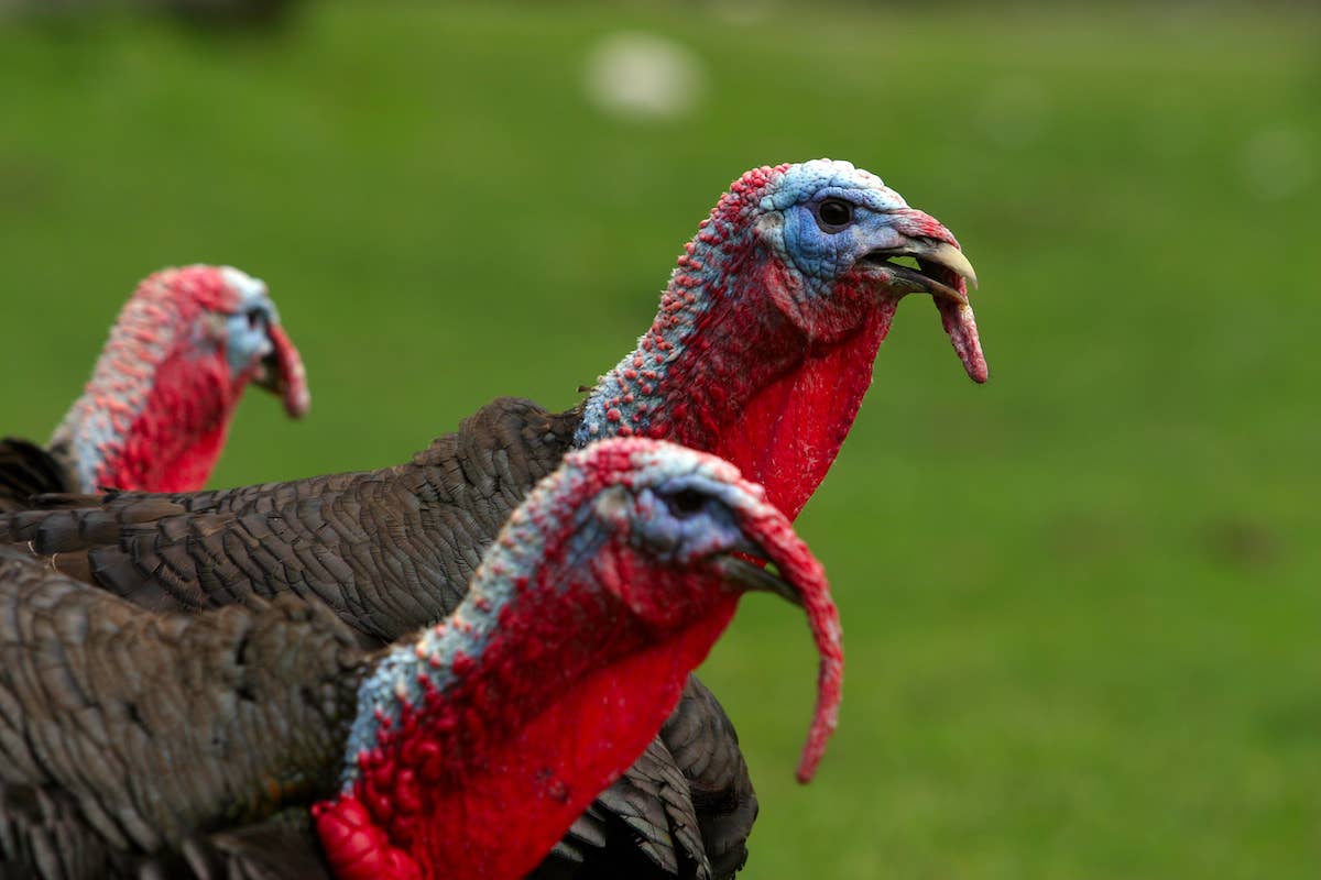 Nosy Turkeys Follow Mail Man Along His Route in a Bizarre Ritual ...