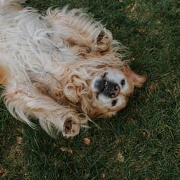 5 Heartwarming Signs Your Golden Retriever Has "Imprinted" on You
