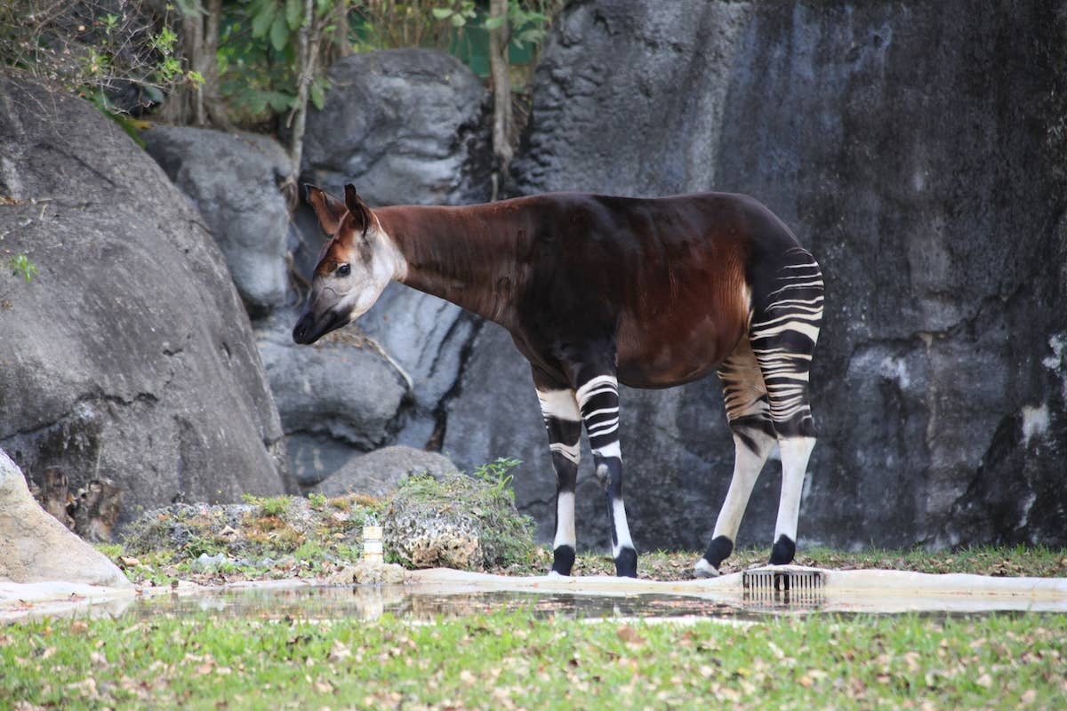 Baby Okapi Calf Takes His Very First Steps Outside in Precious Video ...