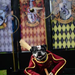 150+ Spellbinding Harry Potter Dog Names for Your Pup