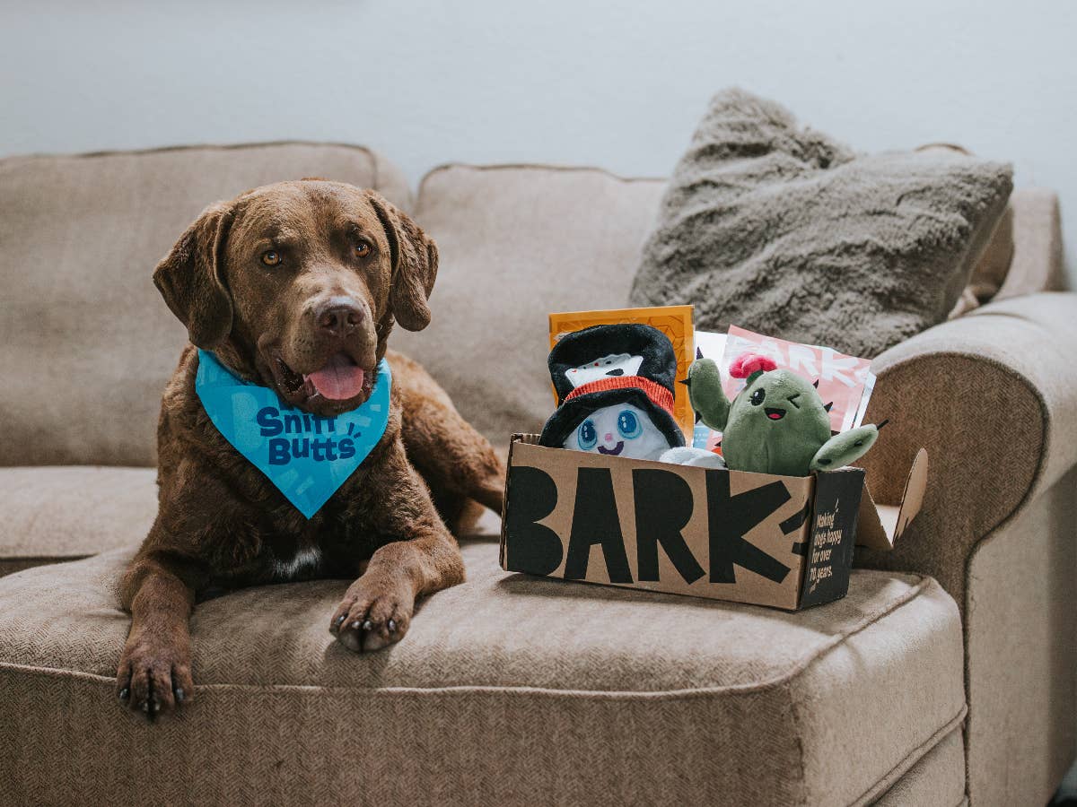 Barkbox Sloth This BarkBox Subscription Is a Must-Have - PetHelpful