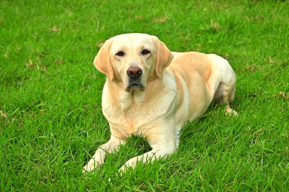 Yellow Labrador May Have Unearthed 150-Year-Old Murder Evidence While ...