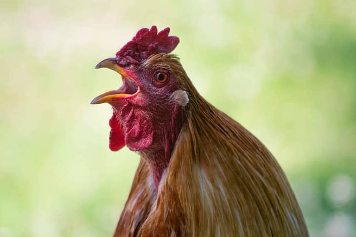 Funny Rooster Who 'Has Beef With the Whole Neighborhood' Has the ...