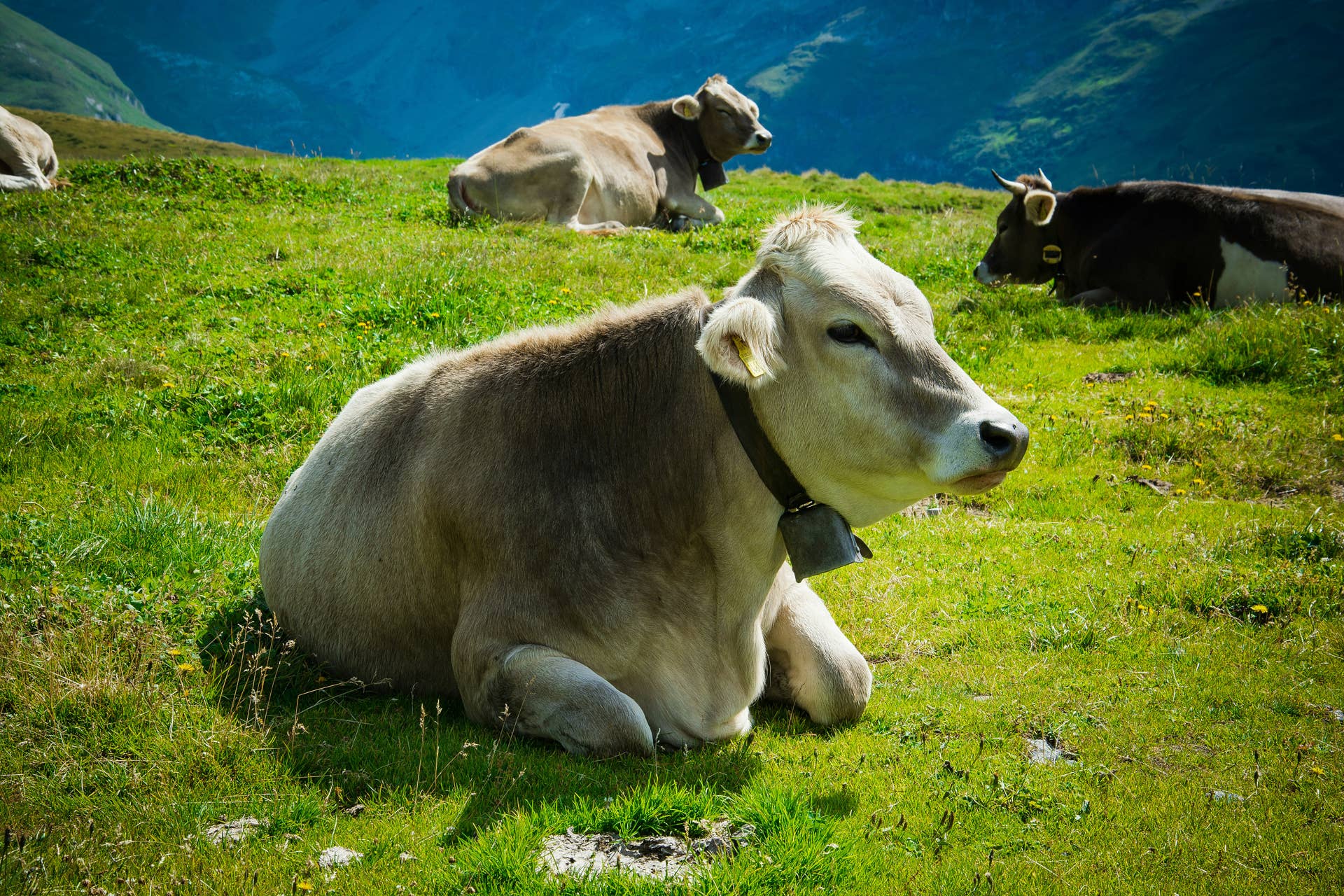 Rescue Cow's 21st Birthday Celebration Is Full of Happy Moos - PetHelpful
