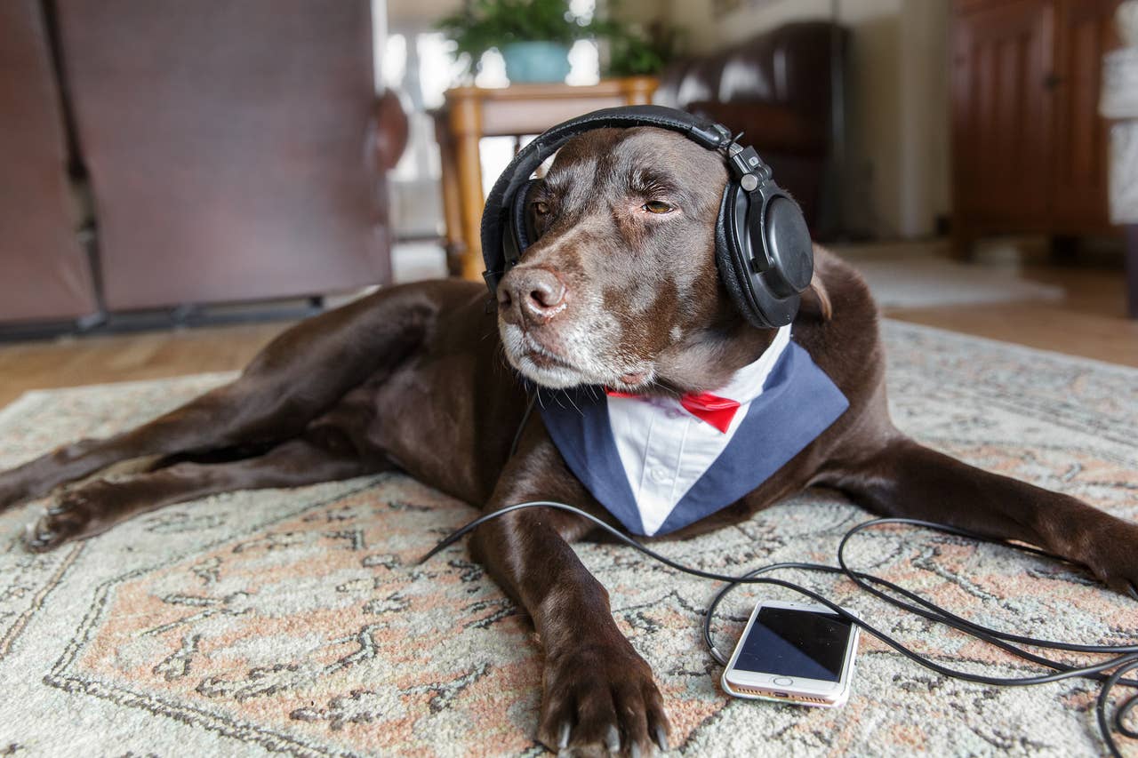 Fresh Look at 5 Calming Music Genres That Relax Cats And Dogs Vet