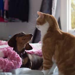 5 Vet-Recommended Music Genres That Calm Cats and Dogs