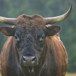 150+ Cute Bull Names with Meanings