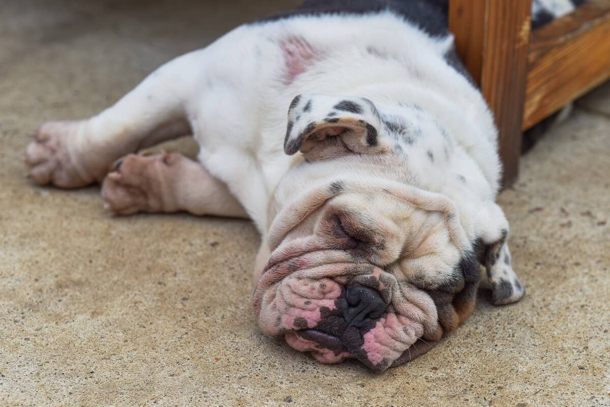 Sad Bulldog Who's Waited Over 100 Days for a Home Is Starting to Lose ...