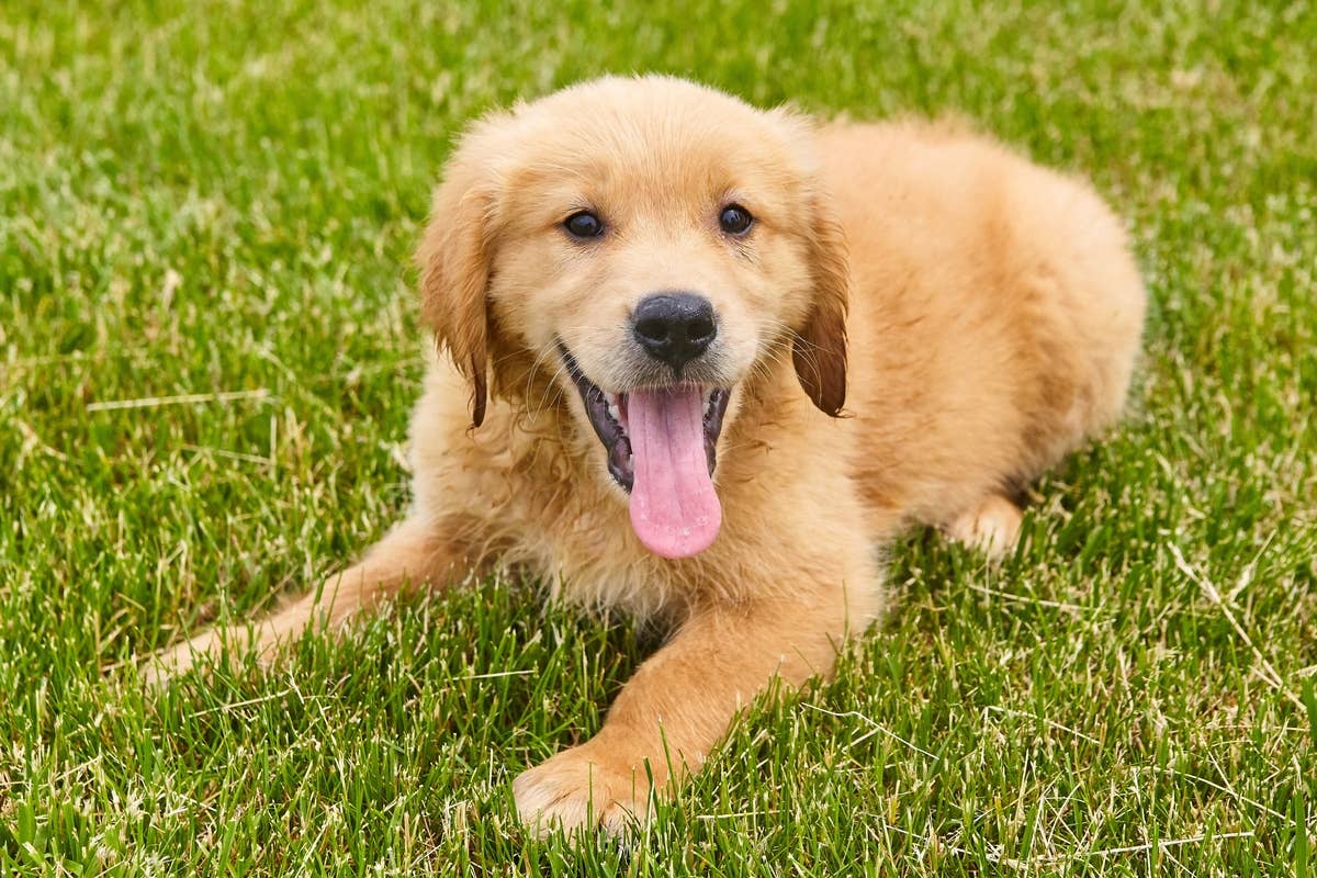 Golden Retriever Puppy's Refusal to Go on a Walk Makes Him the