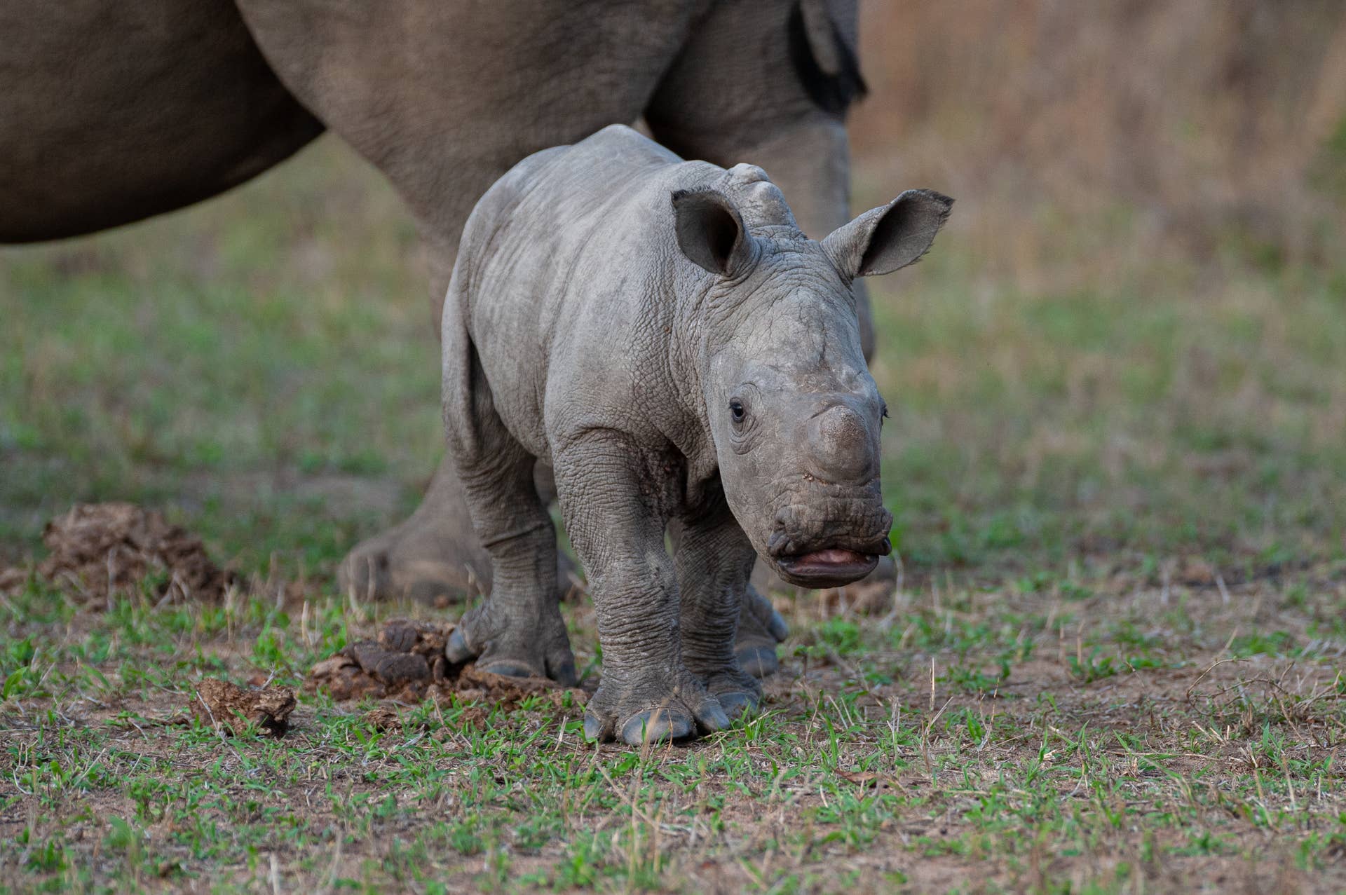 Columbus Zoo's New Baby Rhino Calf Exploring Alongside Mom Will
