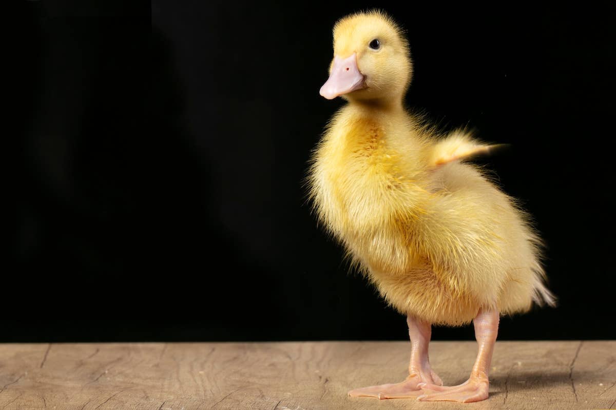 Duckling Sytle Couple Adopts 'Lonely' Duckling From Tractor Supply and the Entire ...