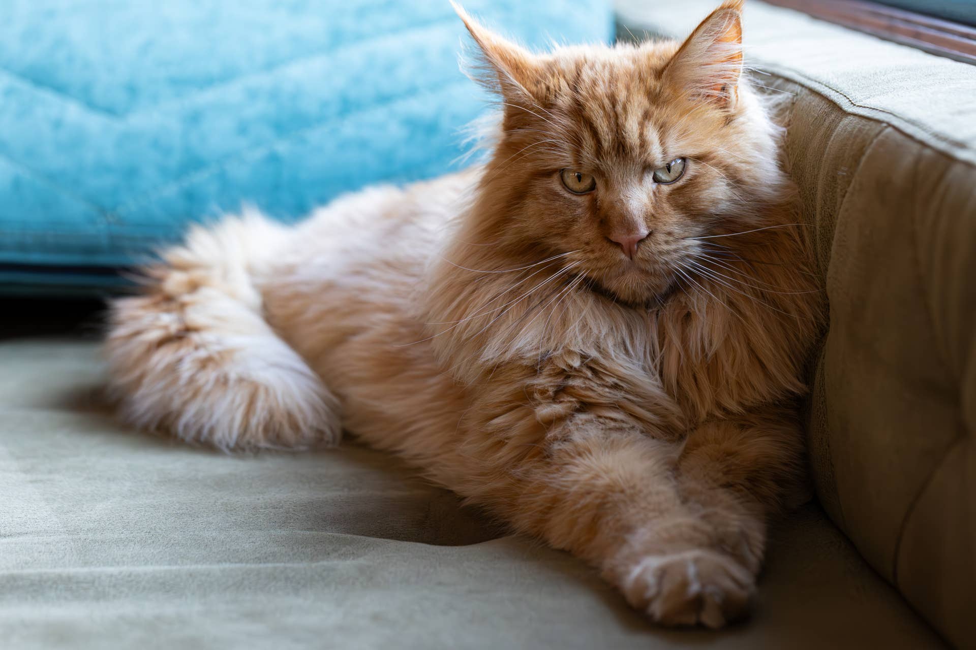 2026-s-top-cat-breed-in-the-world-is-the-maine-coon-pethelpful