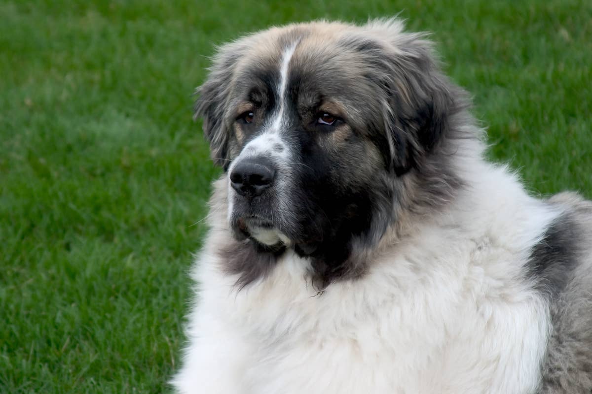 Great Pyrenees Tattles on Himself After Accidentally Knocking Over His ...