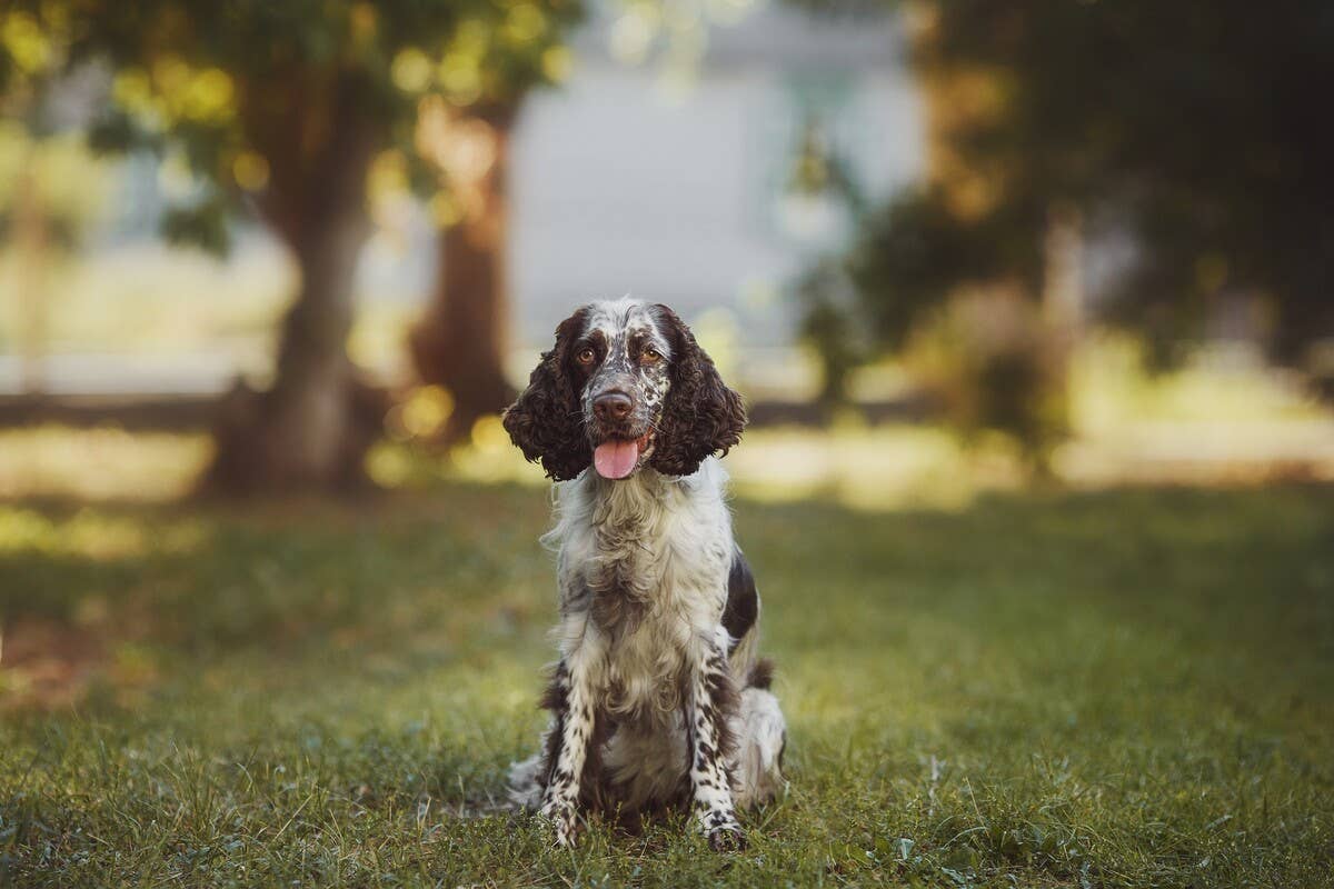 Springer Spaniels Joyously Hopping Through a Farm Field Have ...