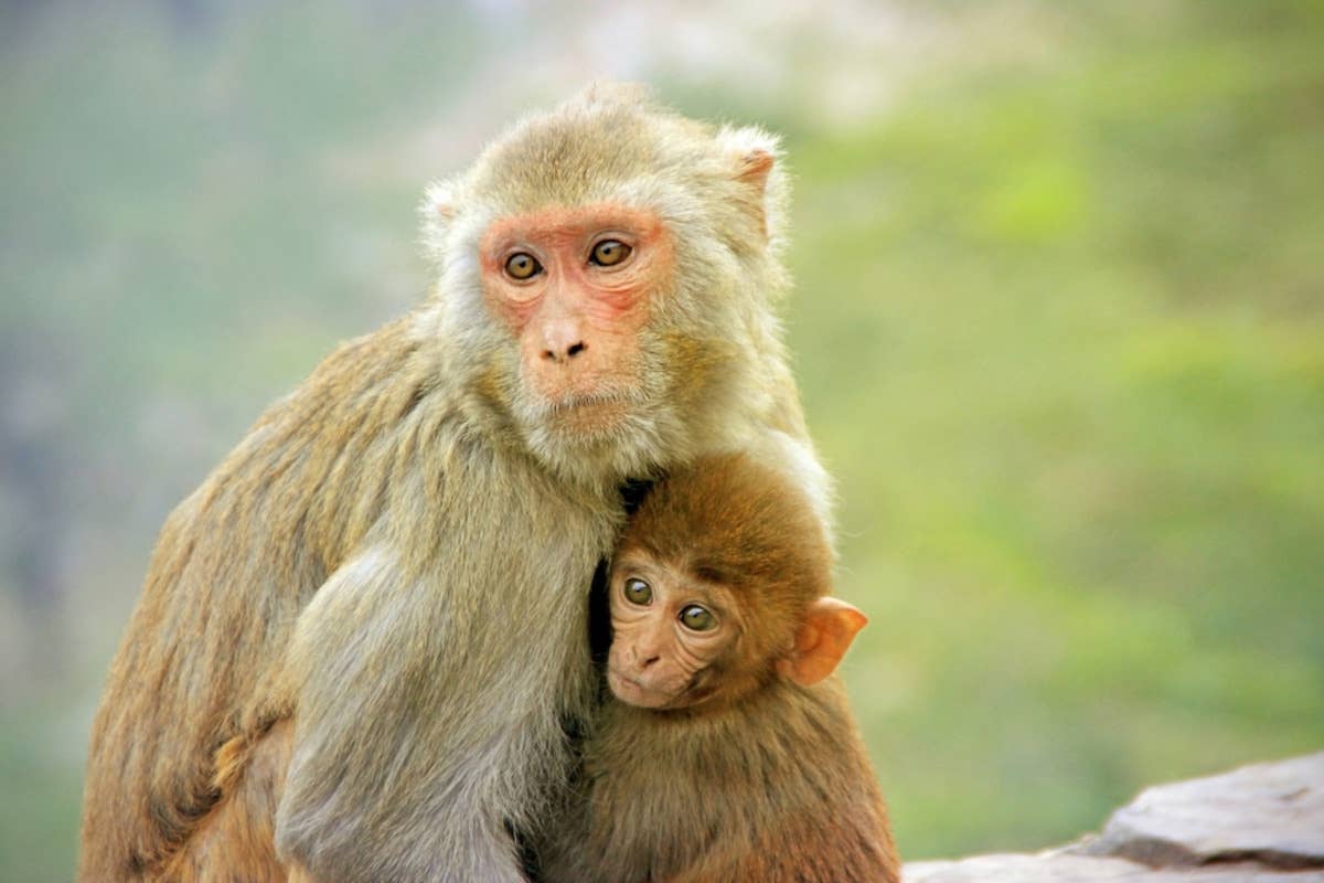 Punch the Baby Monkey Being Comforted By Older Monkeys After Falling ...