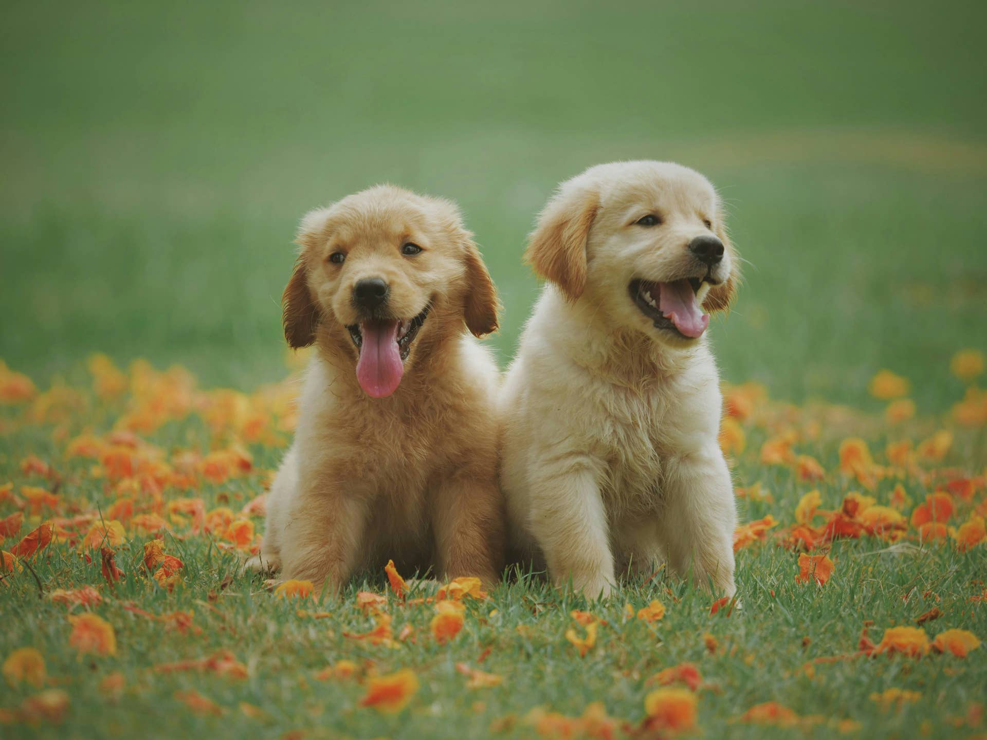 Golden Retriever Puppies Have Cheese Names And We Are Melting PetHelpful Golden Retriever Puppies Have Cheese Names And We Are Melting PetHelpful