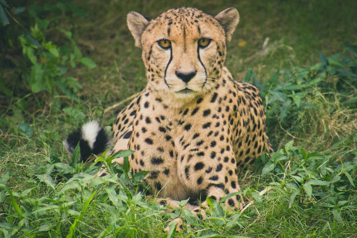 cheetah-lying-down.jpg?profile