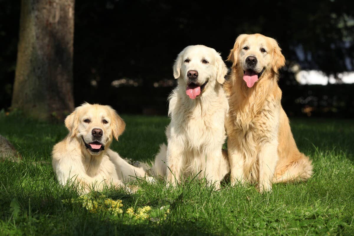 Golden Retrievers Doing 'Synchronized Dancing' Might Be the Best Thing ...