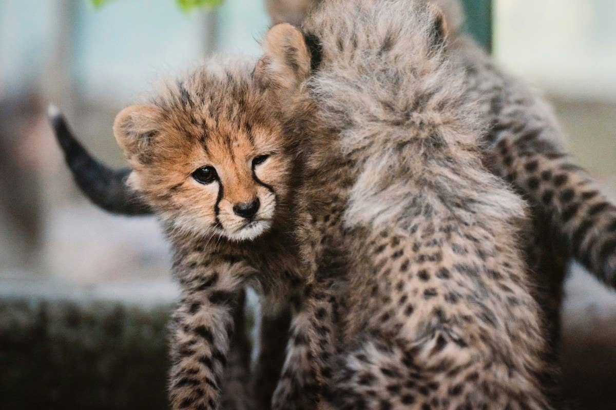 cheetah-cubs-cuddling.jpg
