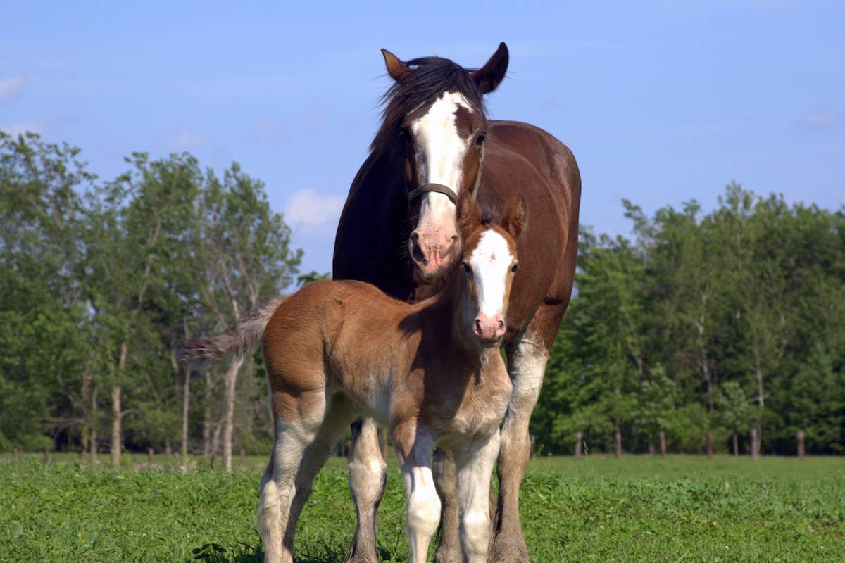 Baby Clydesdale Horse Taking His First Steps Outside of the Barn