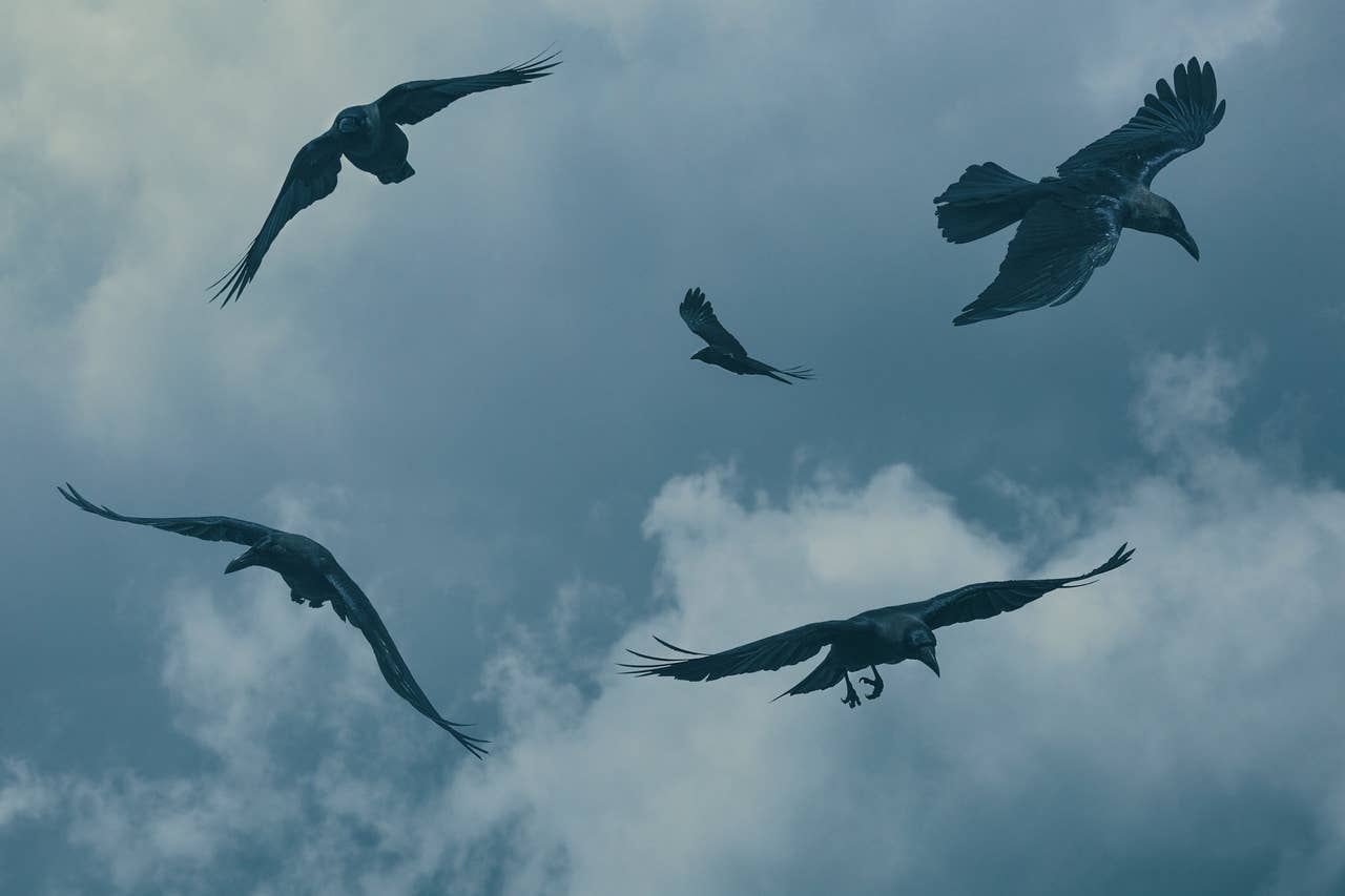 Spiritual Meaning of Birds: Their Unique Symbolism in Life - PetHelpful