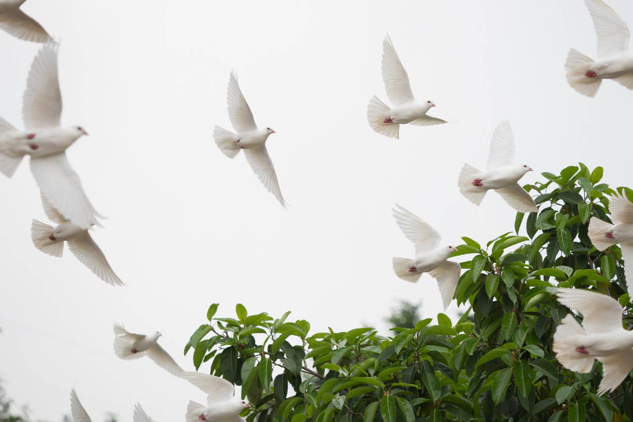 Spiritual Meaning of Birds: Their Unique Symbolism in Life - PetHelpful