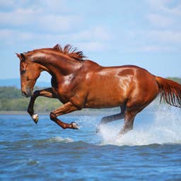 Spiritual Meanings of a Horse and Its Symbolism, According to an Expert