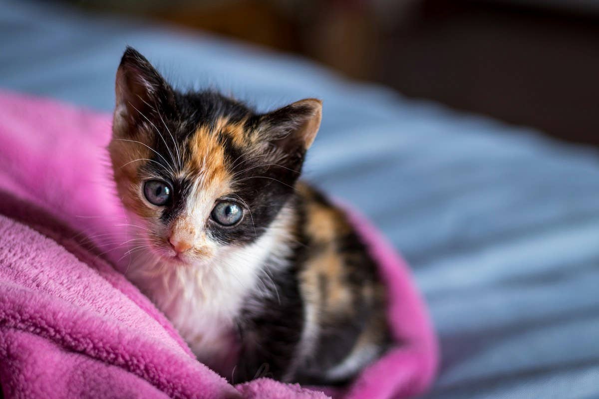 Tiny Kittens Climbing to 'Freedom' for the First Time Are Too Cute To ...